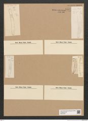 Diatomeae indet. Zeichnungen Sammlung Grunow Nr. 6578 (NHMW-BOT-W0375321)